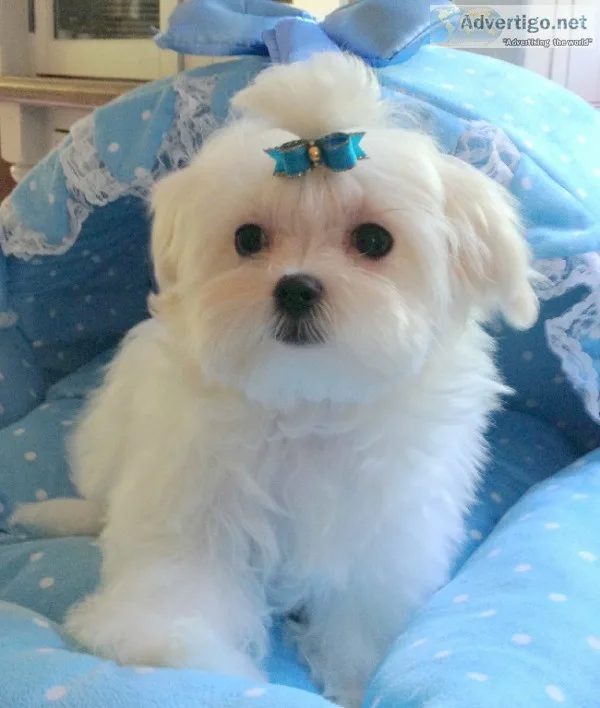 Maltese puppies needs a new f