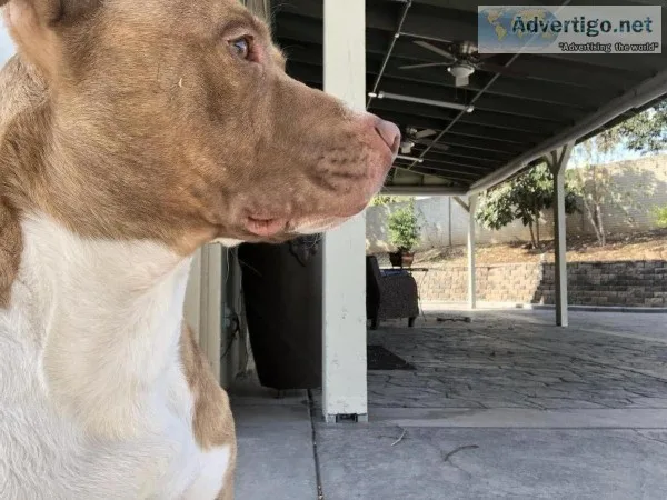 Pit bull terrier mix Male
