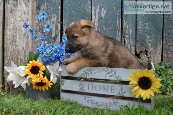 Boomer Male German Shepherd