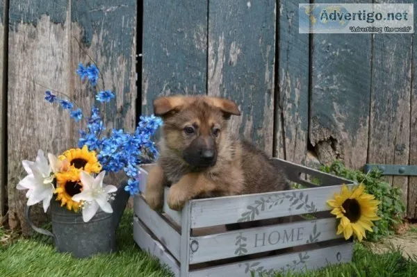 Marlin Male German Shepherd