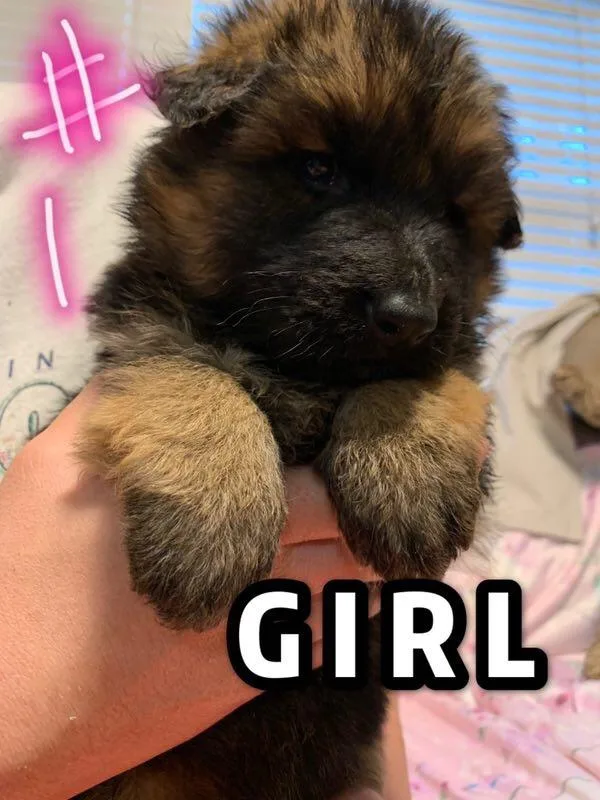 German Shepard puppies