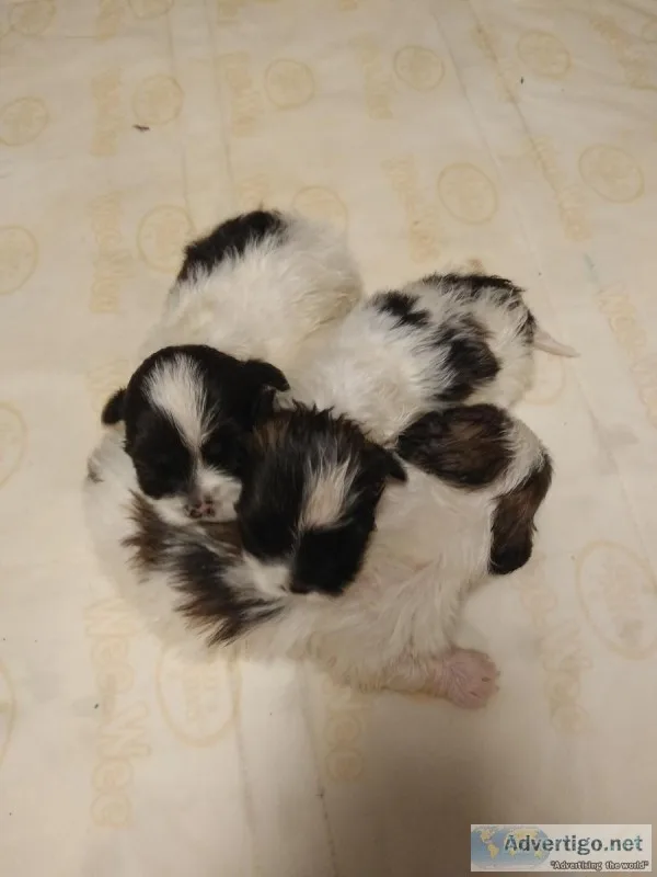 CKC Registered Lhasa Apso Puppies