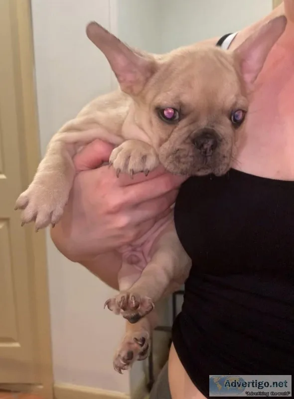 french bulldog puppies