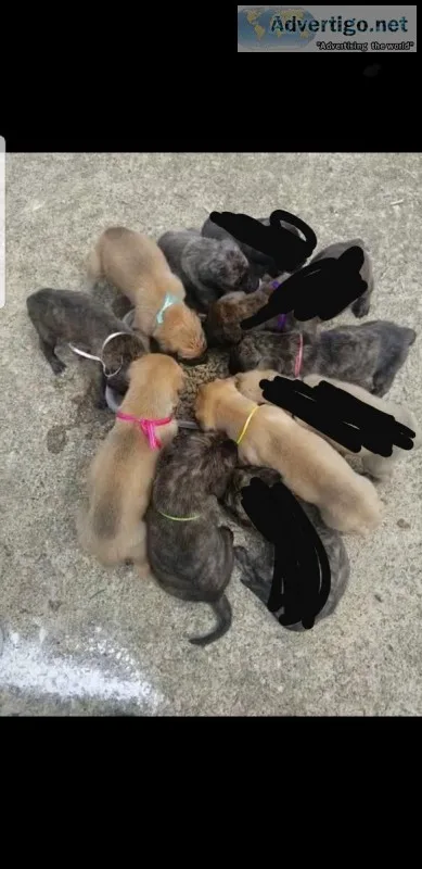 Akc mastiff pups