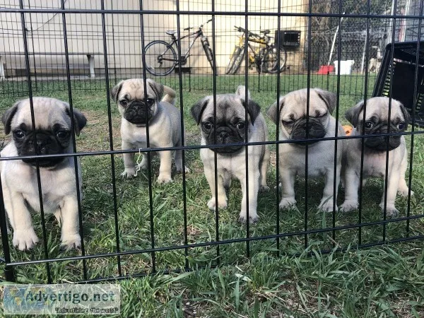 Pug Puppies