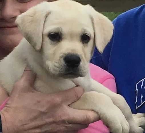 Labrador Retrievers