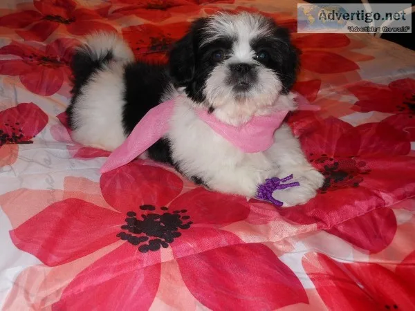 ACA LHASA APSO PLAYFUL PUPPIES