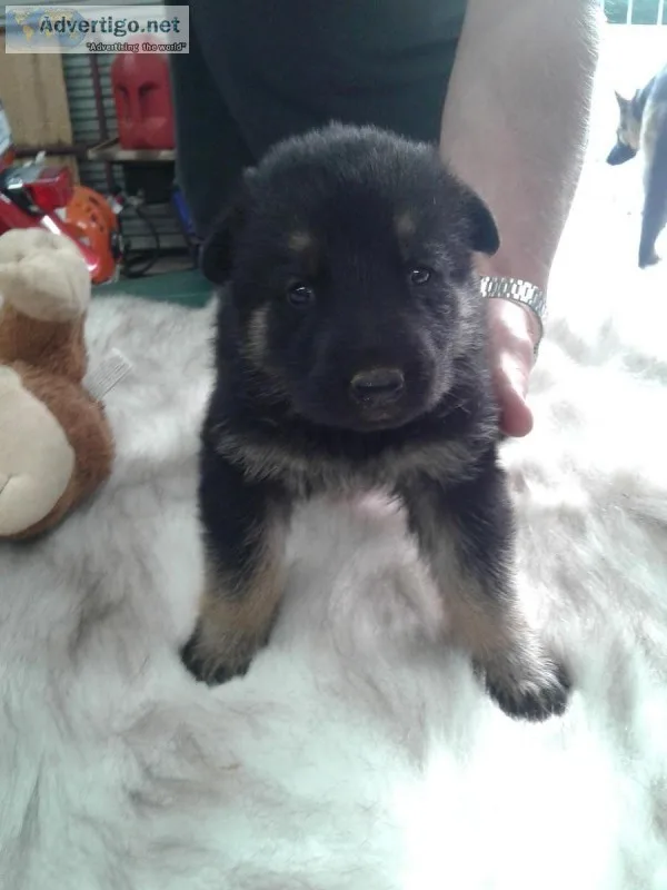 AKC GERMAN SHEPHERD PUPPIES