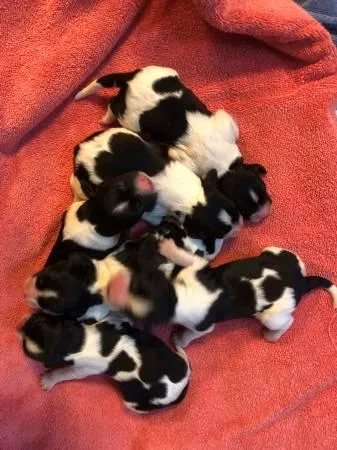 AKC Springer Spaniel Puppies