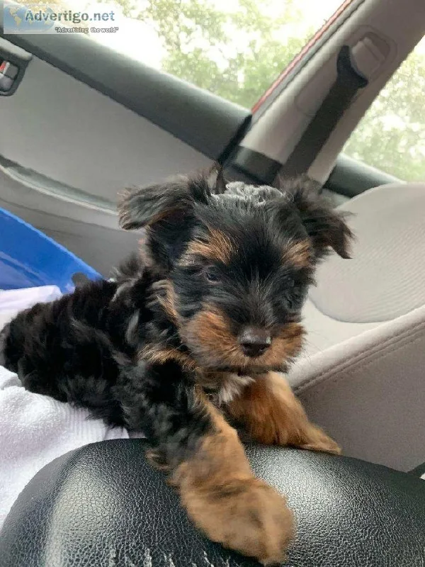 Yorkie Terrior Puppy
