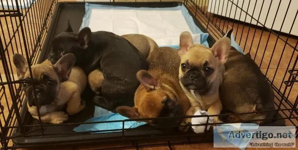 Adorable frenchies