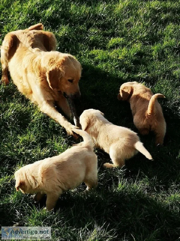 Golden Retriever looking for a new home
