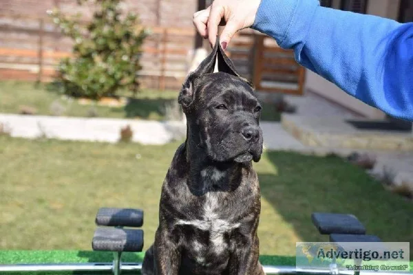 FCI Cane Corso Female Brindle