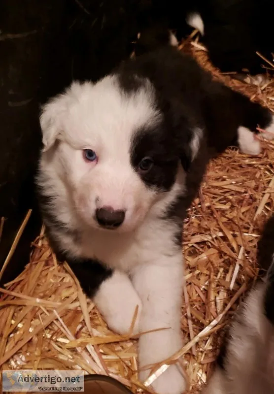 Border Collie  Aussie Pups