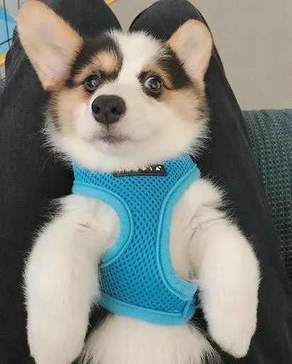 Alpha Male Pembroke Corgi Welsh Puppy Ready.