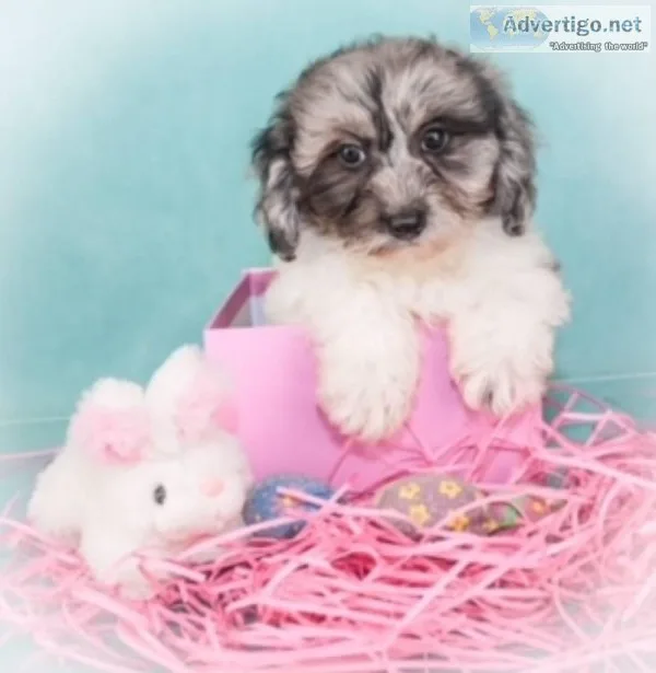 Paisley Female Shihpoo