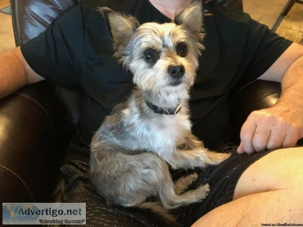Lost Dog -