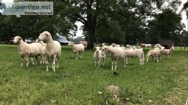 Katahdins-flock reduction-breeding stockshow-registere d