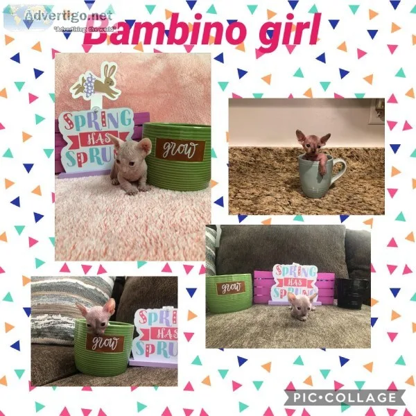Bambino kittens