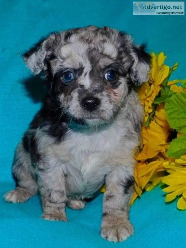 Baxter Male Yorkie Poo