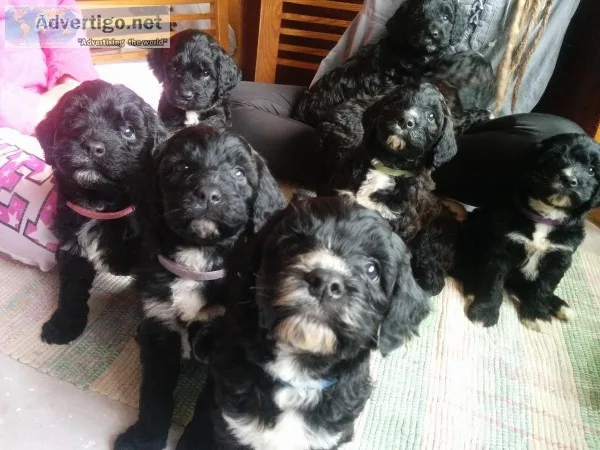 SpringerdoodleSproo dles