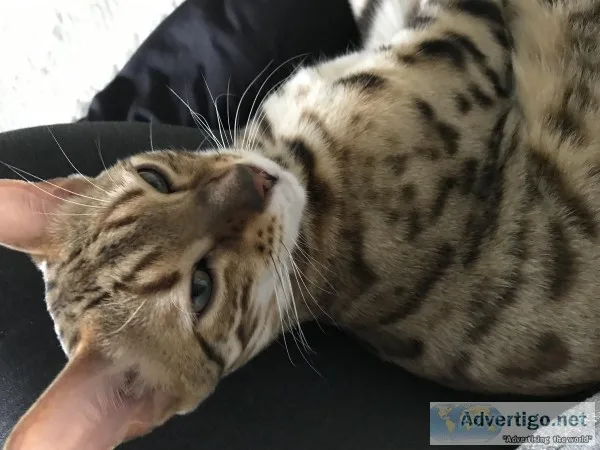 10 month F4 Bengal kitten for sale