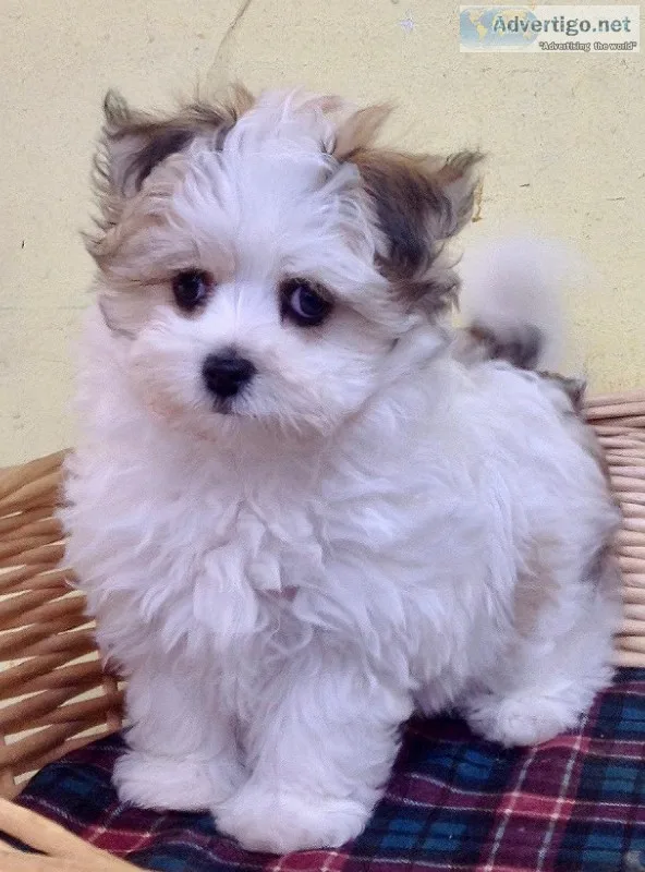 MalChi Puppy