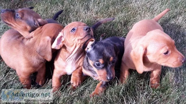 Mini-Dachshunds