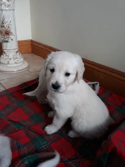 Golden retriever