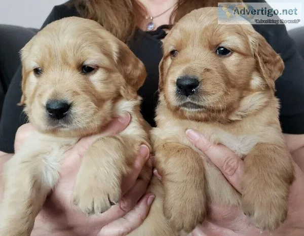 CUTE GOLDEN RETRIEVER PUPS READY (NOT FOR SALE) FREE c