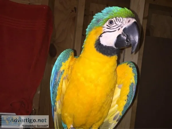 Macaw And Cage