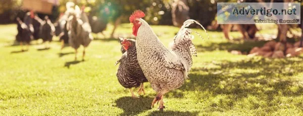 Organic eggs