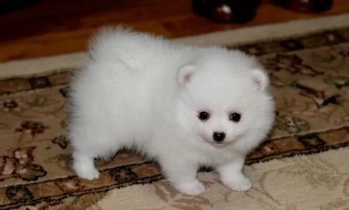 Pomeranian puppies for sale