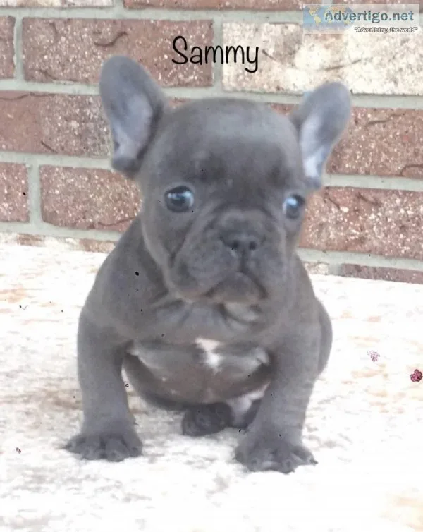 Sammy Male AKC French Bulldog