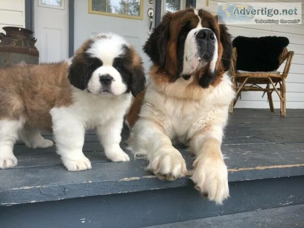 Saint Bernard pup