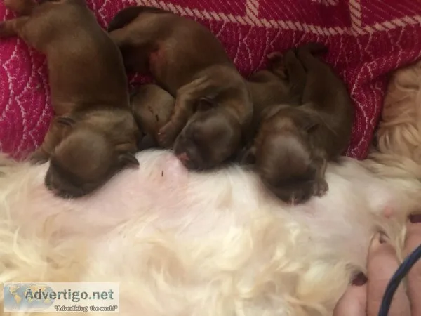 Shih zhu puppies