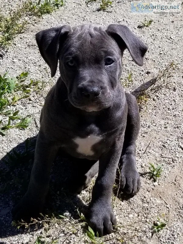 Blue Nose Mastiff puppies