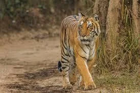 Corbett national park