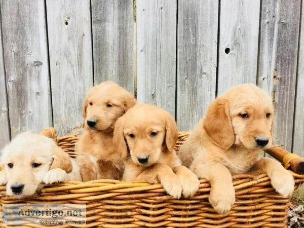 Apricot Labradoodle puppies