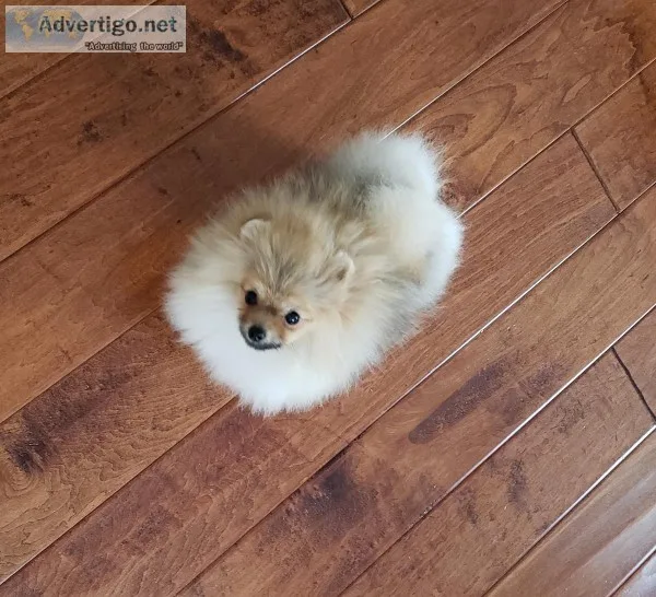 Pomeranian female for sale