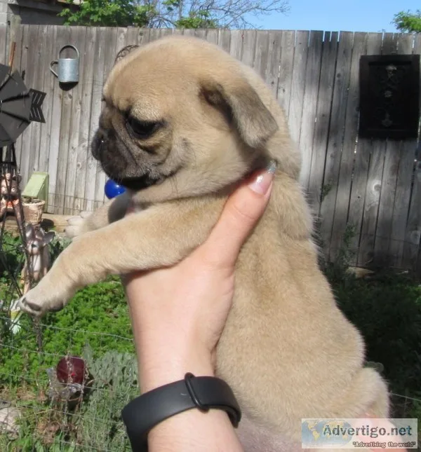 Pug Puppies