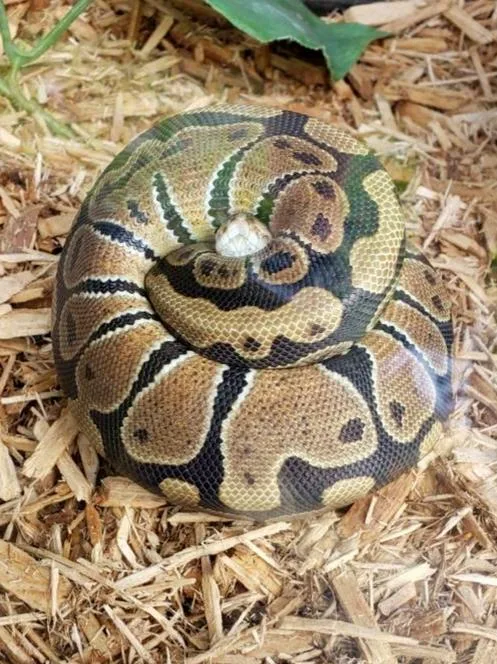Female norm ball python cheapem rehome fee