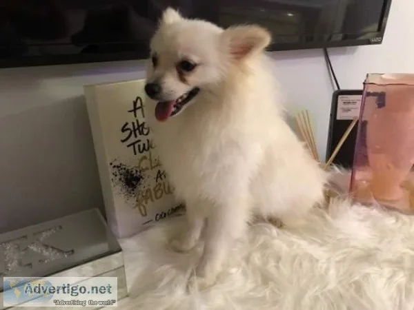 Pomeranian