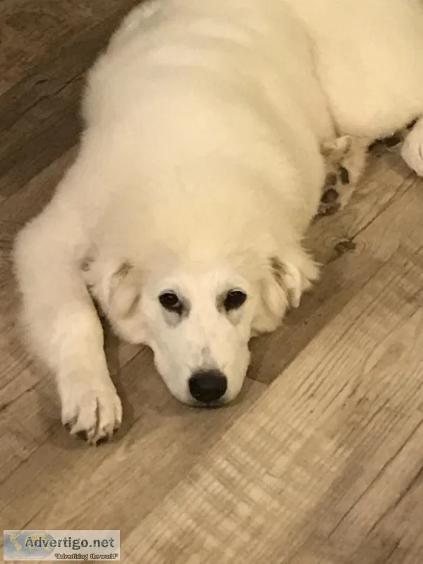 Great Pyr female