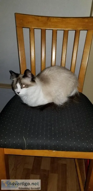 Free cat