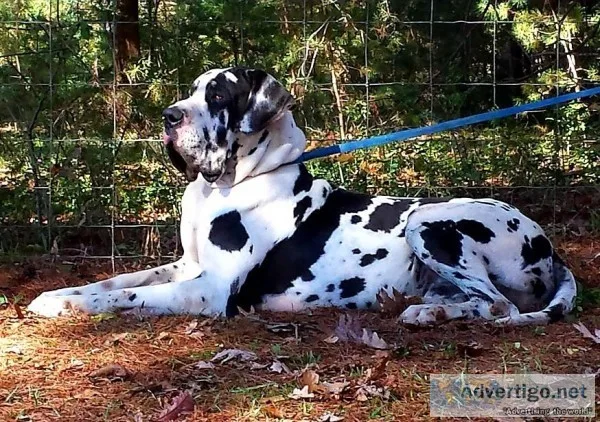Great Dane puppies