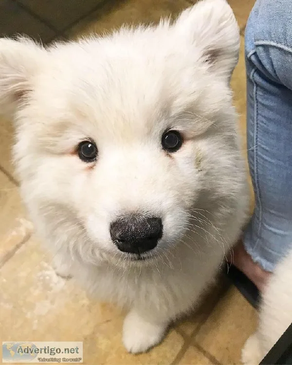 Samoyed Male 9 Weeks old