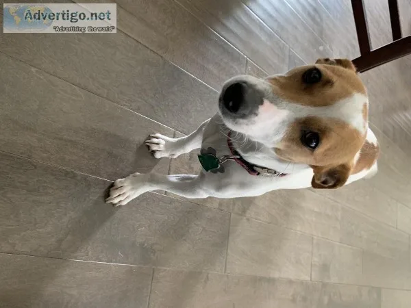 Jack Russel Terrier (Registered)