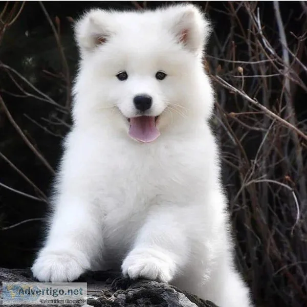 Purebred Samoyed Puppies for Adoption