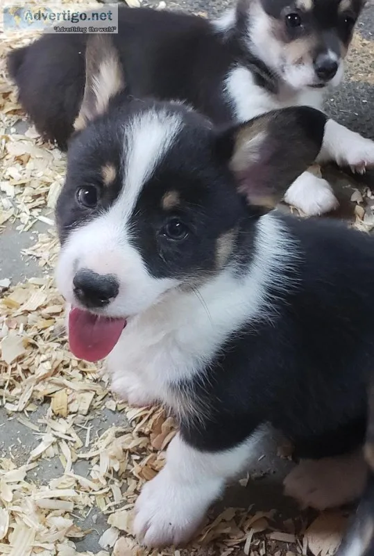 AKC Corgi Puppies